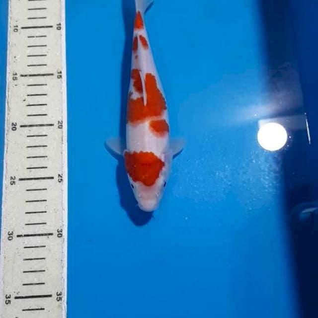 KOHAKU 24 CM