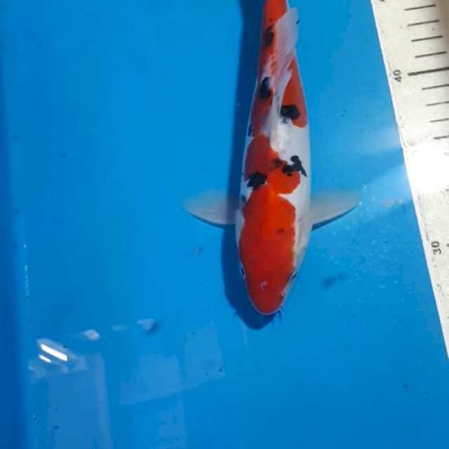 SANKE DOITSU 23 CM