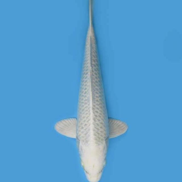 PLATINUM 29 CM