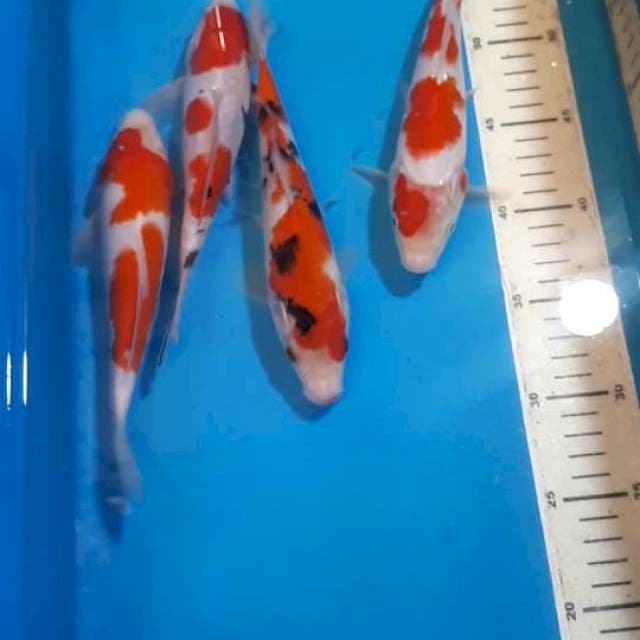 KOHAKU SANKE 21 SAMPAI 23 CM