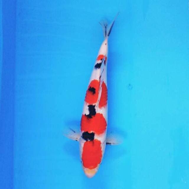 Yondan Taisho Sanshoku