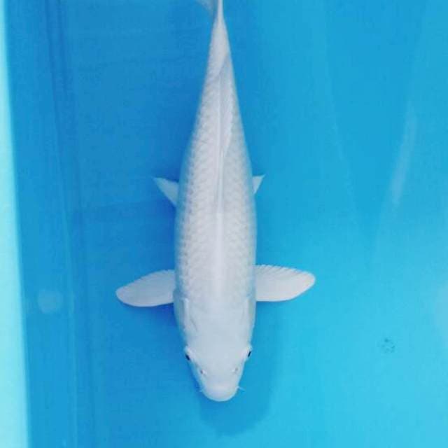 Platinum Jumbo