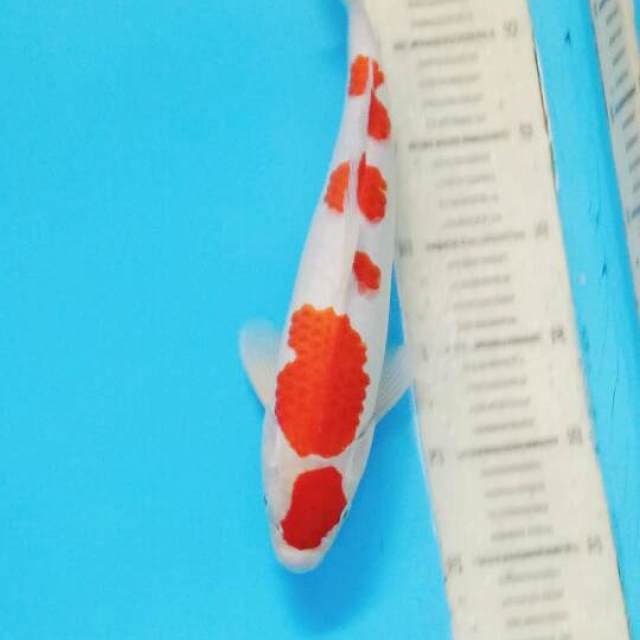 Godan Kohaku Male