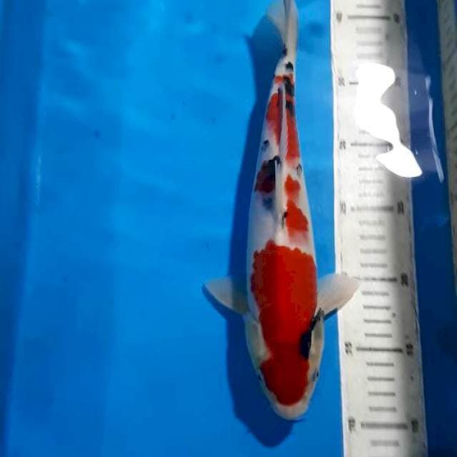 SANKE 30 CM