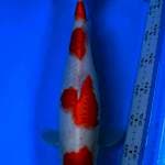Kohaku 4 Step Original