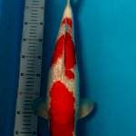 Kohaku Ginrin Male Bulky 50bu