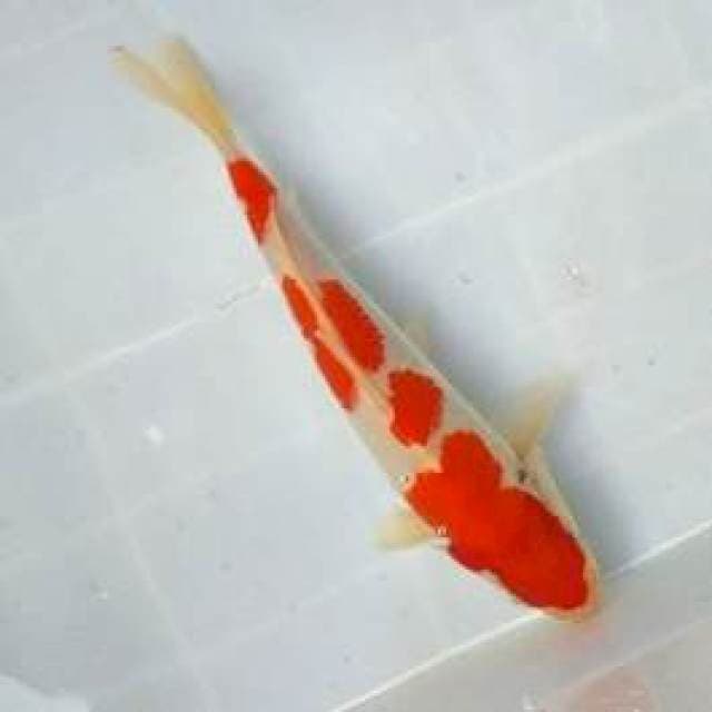 24 CM - FOUR STEP KOHAKU