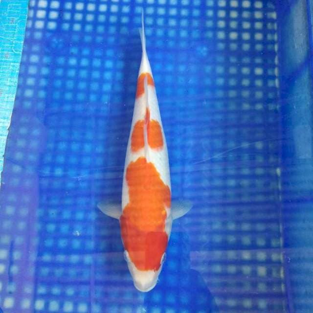 KOHAKU female 31cm