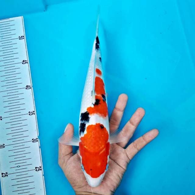 SANKE #30CM