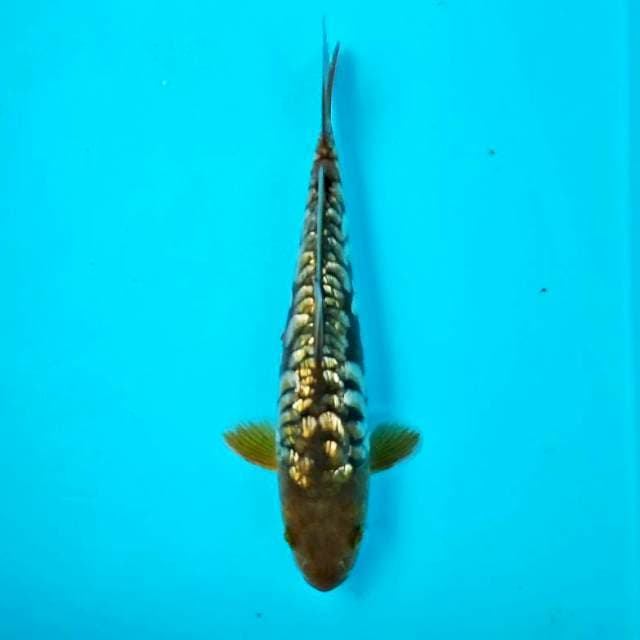 ARAGOKE GINRIN #25CM
