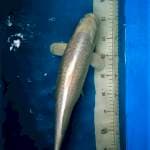 Platinum cantik 44 cm, calon jumbo