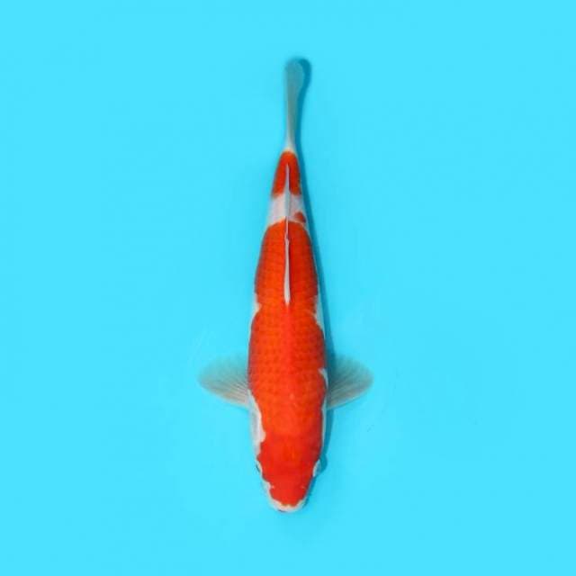 KOHAKU 26 CM