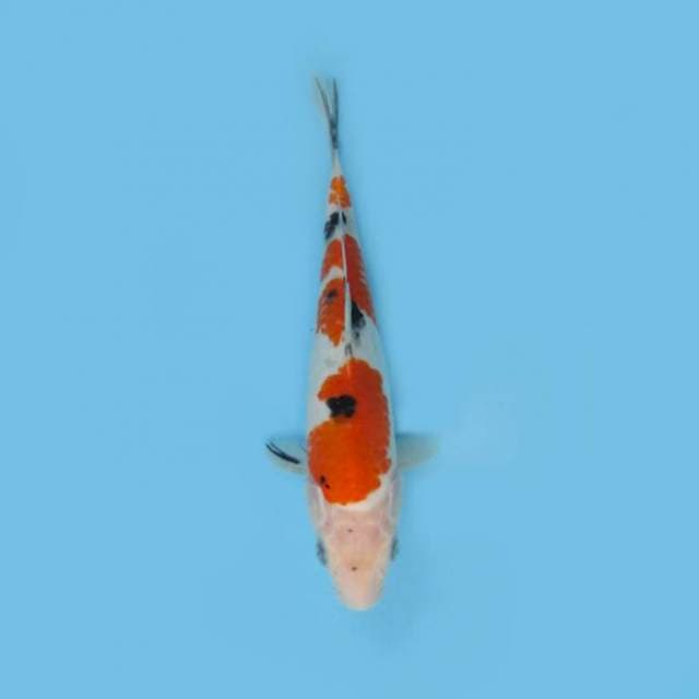 SANKE 23 CM