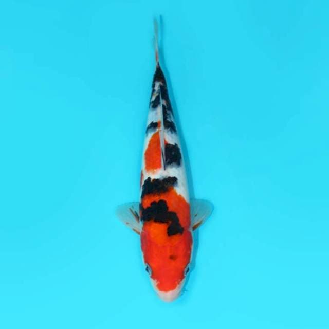 SANKE 25 CM