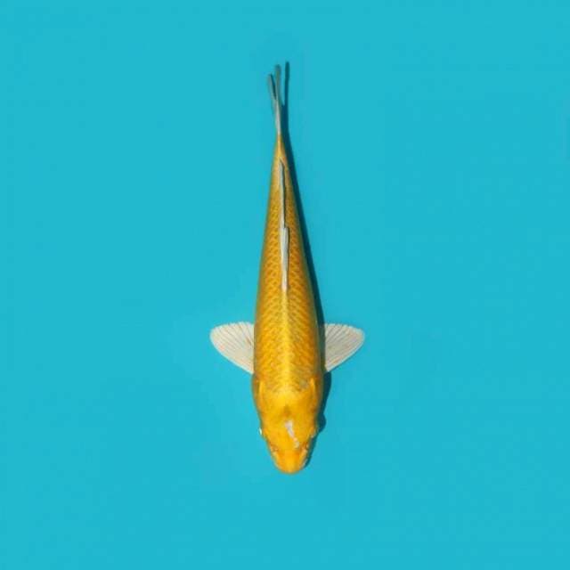 OGON 26 cm