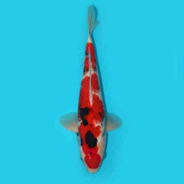 SHOWA 28 CM