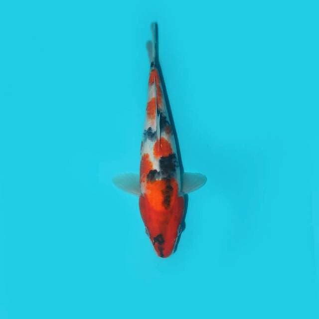 SHOWA TATEGOI 24 CM