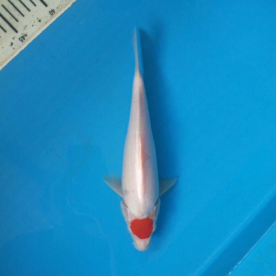 Tancho kohaku