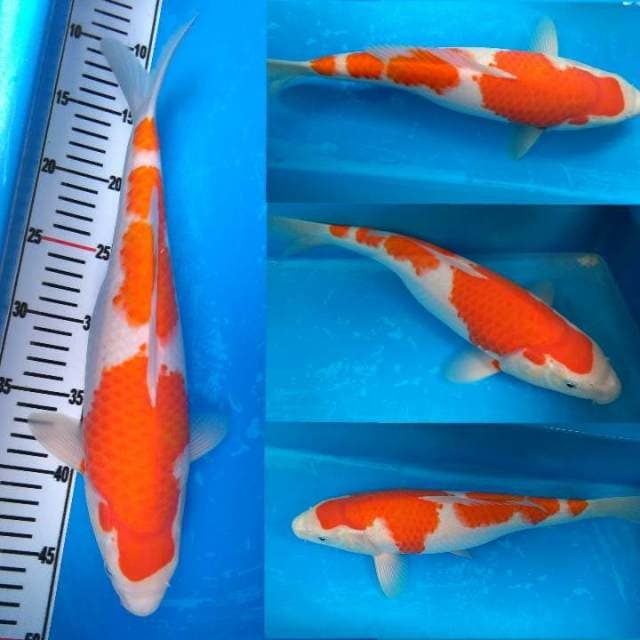INK Yondan Kohaku