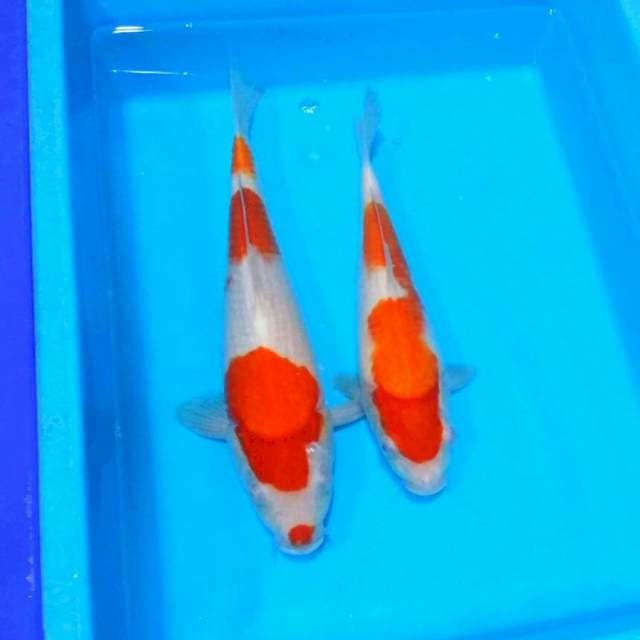 Sandan kohaku n inazuma kohaku