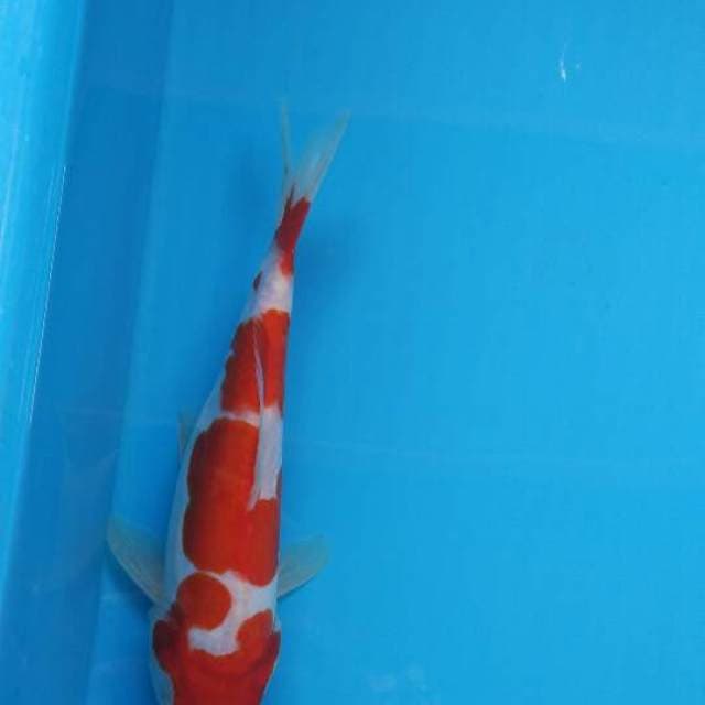 KOHAKU DOITSU SANDAN
