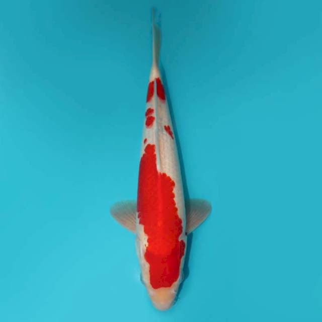 Kohaku 35 cm