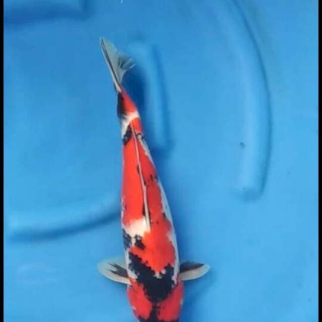38cm Male - Red Showa Bakat Jumbo 
