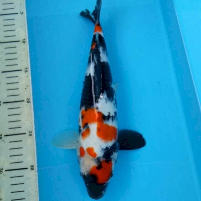 BKS ( SHOWA 31 CM )