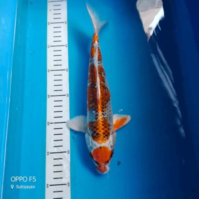 Kujaku29 cm