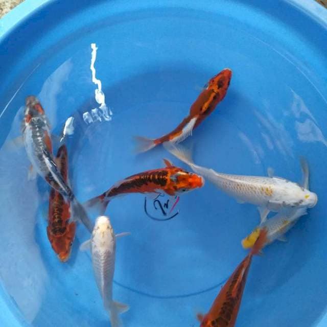 Mix koi 15-27cm