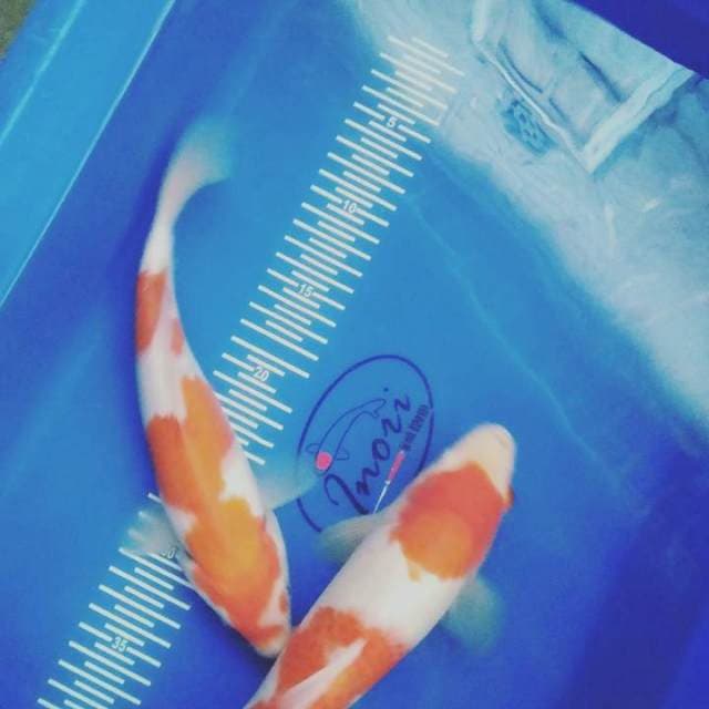 Kohaku 26dan28cm
