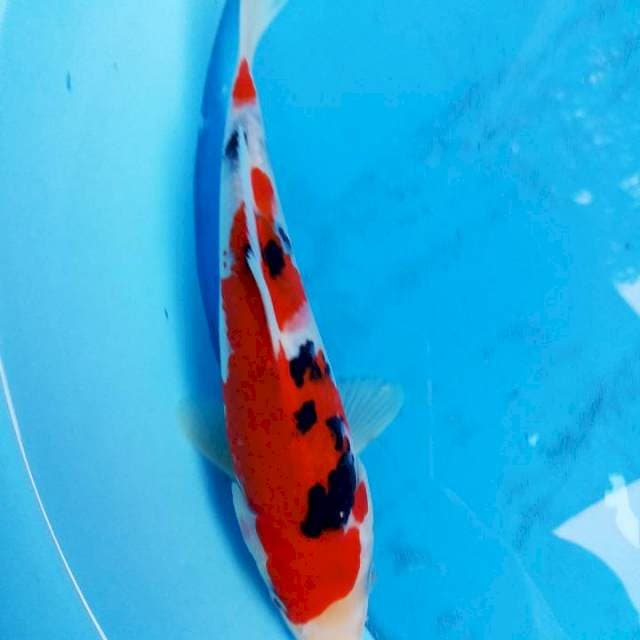 sake hq 16cm