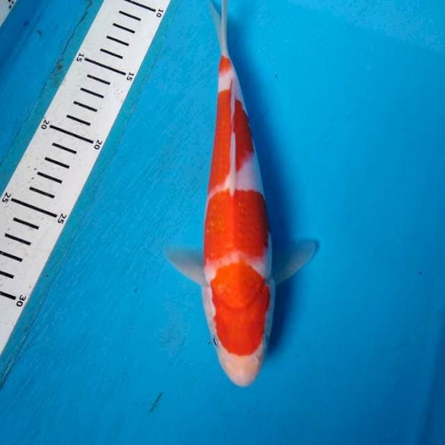 Kohaku strong