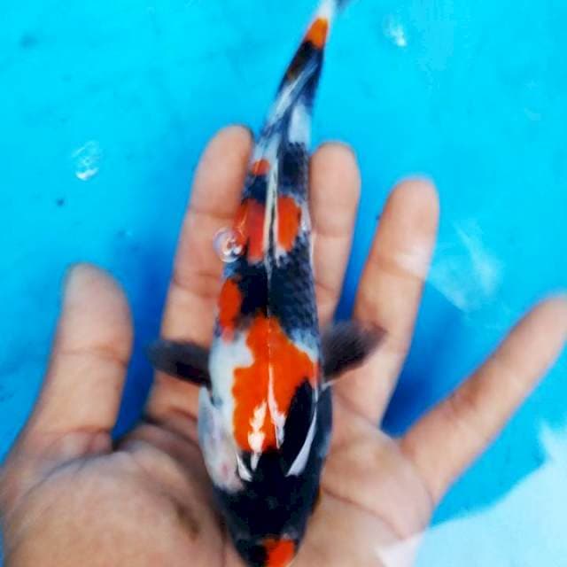 soa 18cm