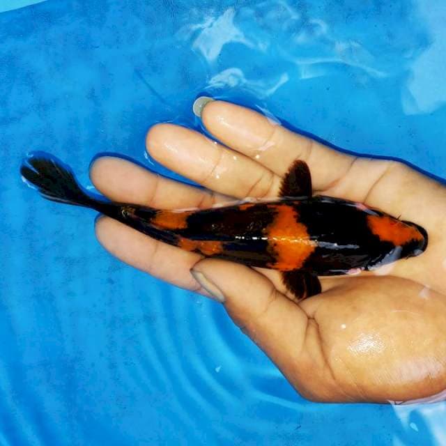 hi utsuri sq 17cm