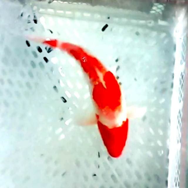 Lihat video 35cm kohaku ginrin super red
