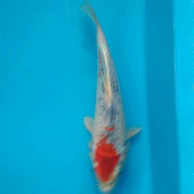 Hampir Tanco goshiki 23cm