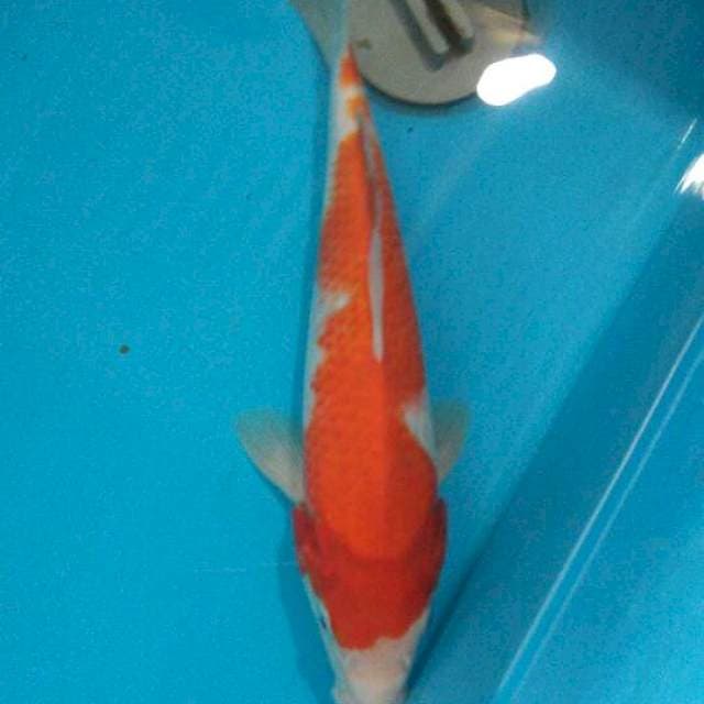 Kohaku 26cm