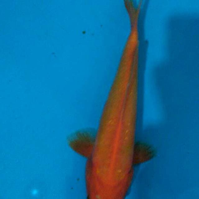 Beni doitsu 22cm