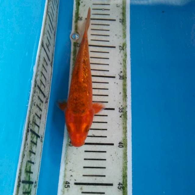 Aka matsuba ginrin 20cm