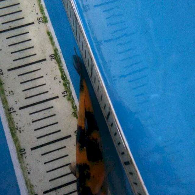 Hi showa manis 19cm