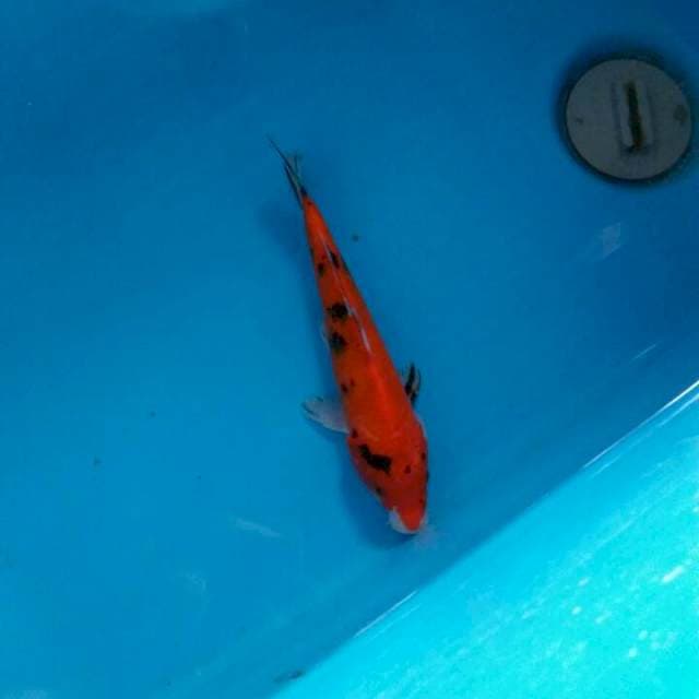 Hishowa mulus 20cm