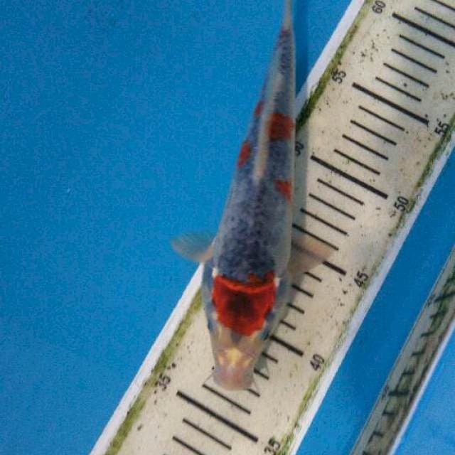 Goshiki 24cm