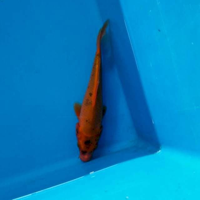 Aka bekko 20cm