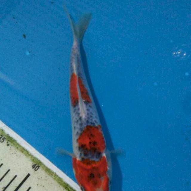 Goshiki 26cm