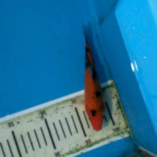 Aka sanke 16cm