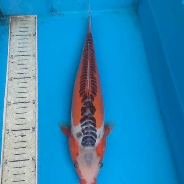 Hana Shusui 35cm