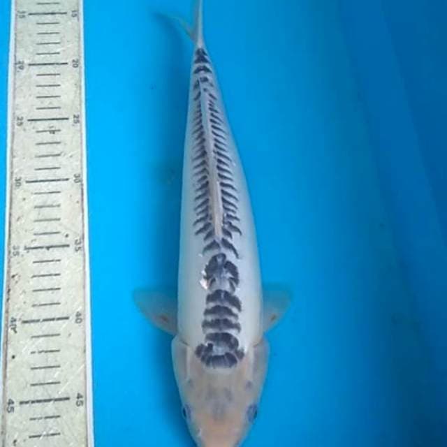 shusui 35cm