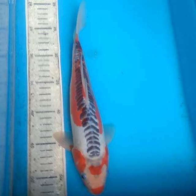 Shusui 30cm, ekor agak jentit