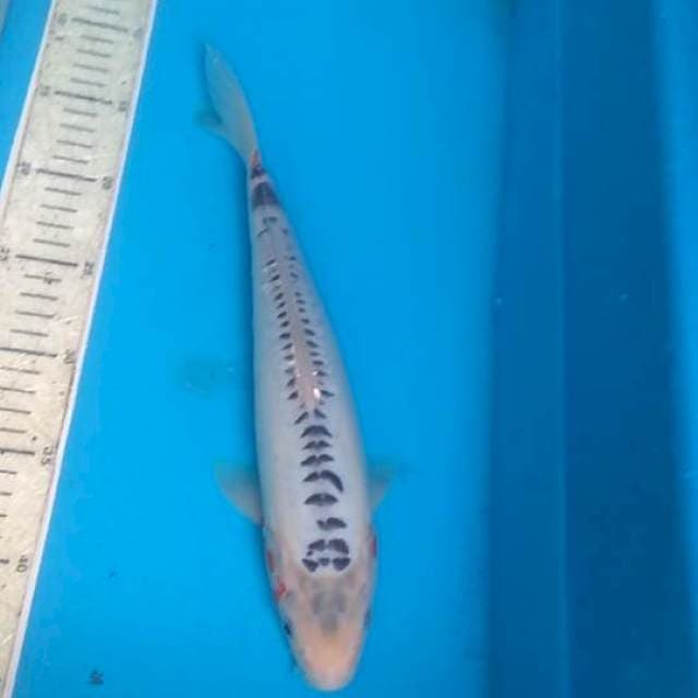 Shusui 33cm